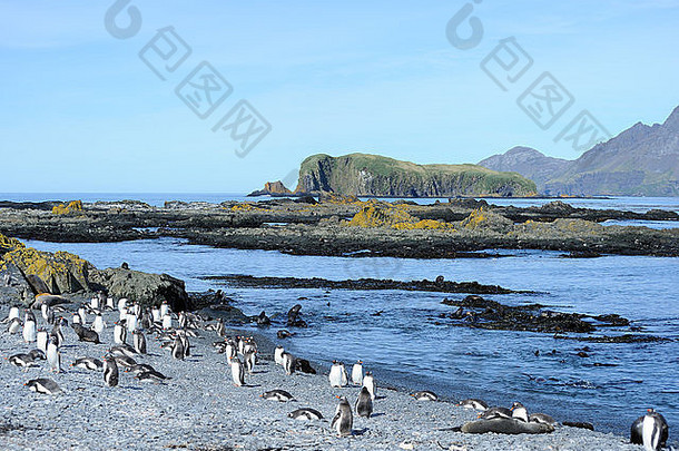 Gentoo企鹅Pygoscelis巴布<strong>亚</strong>年轻的<strong>南极</strong>皮毛海豹Arctocephalusgazella海滩朊病毒岛