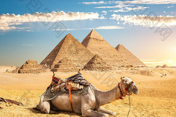 傍晚金字塔附近沙漠中的骆驼