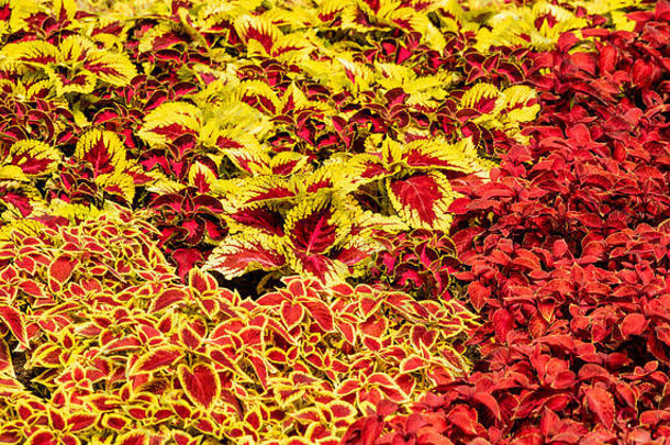 五颜六色的灌木，叶子有各种各样的黄色和深红色。