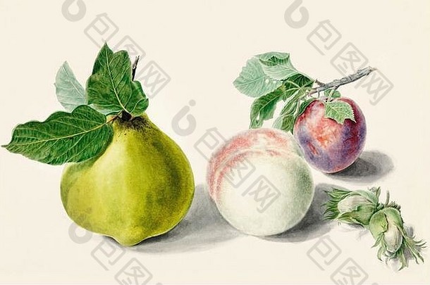 古董水果蔬菜相关的插图艺术作品