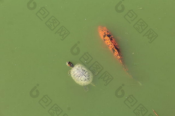 Coi鱼儿和海龟在池塘中朝同一方向游泳。