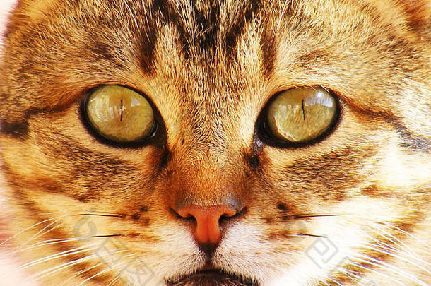 猫咪图片，猫咪图片，最美丽的猫咪图片，可爱的猫咪，天真的猫咪图片，特写猫咪图片，棕色猫咪，货车猫咪，眼睛