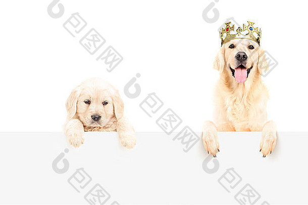 金寻回犬皇冠婴儿狗摆姿势空白面板孤立的白色背景