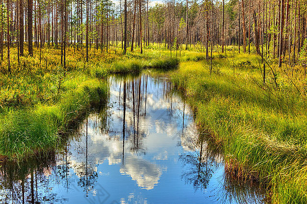 芬兰野生森林中的一条小河。夏季景观。