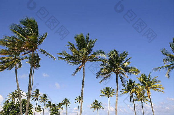 佛罗里达热带夏季的蓝天棕榈树