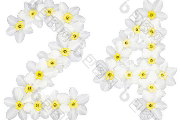 数字24，24，取自水仙（narcissus）的天然白色花朵，在白色背景上分离