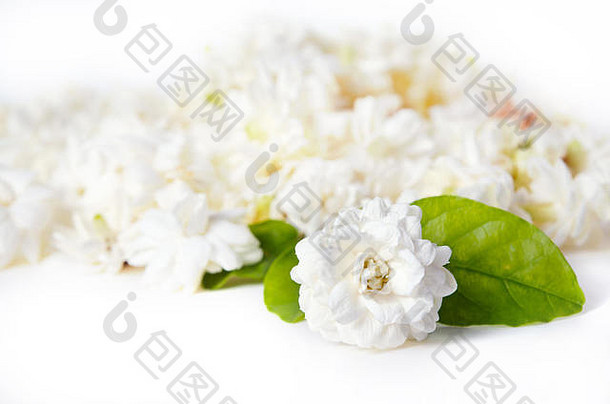 茉莉花（其他名称为茉莉花、茉莉花、茉莉花、茉莉木犀科）白色背景上的花朵