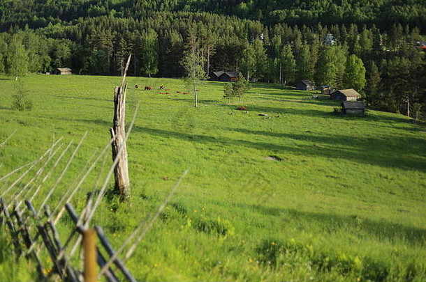 瑞典内萨克的牧场上有奶牛和农业建筑。