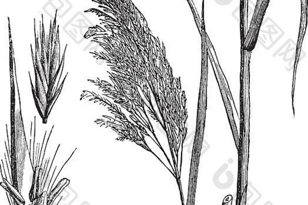 普通芦苇（芦苇属），复古雕刻插图。普通芦苇，一种大型多年生草。特罗塞特百科全书（1886-1891）。
