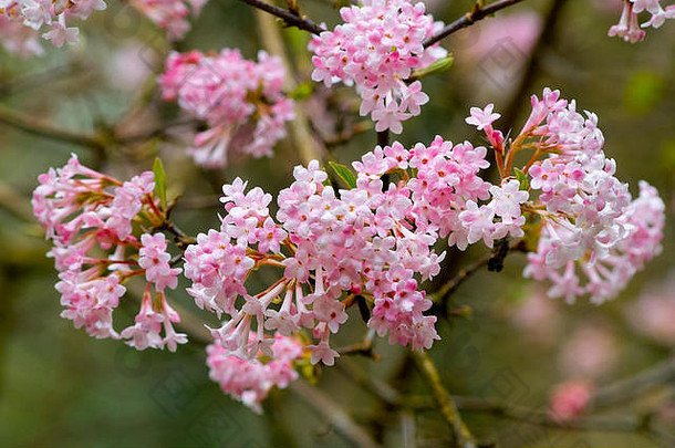 德国不来梅诺普斯公园早春开有大量箭木“黎明”花的粉红色开花灌木（Viburnum x bodnantense）