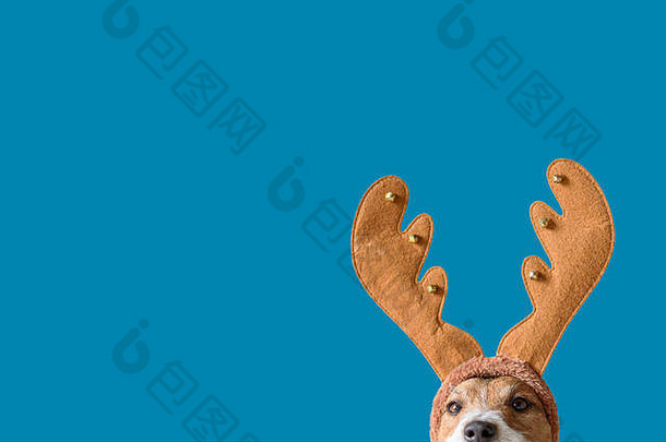 <strong>纯色背景</strong>下戴着圣诞驯鹿鹿角头带的狗