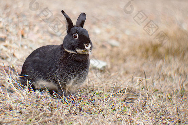 蒙大拿州诺克森附近的一只野兔（Oryctolagus cuniculus），来自一个家养的<strong>黑银</strong>貂品种，在早春的草地上吃草。