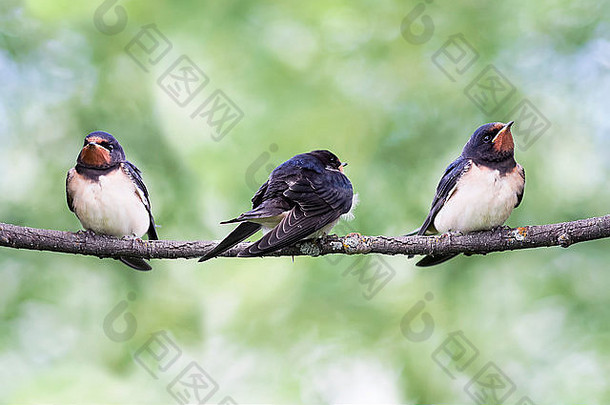 三只黑色的小鸟，幼小的谷仓燕子，雨燕，白色的翅膀，尾巴，做了很多坐着的树枝