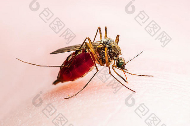 黄热病、疟疾或寨卡病毒感染的<strong>蚊</strong>虫