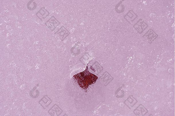 干红色的桦木叶冻冰表面泡沫前视图