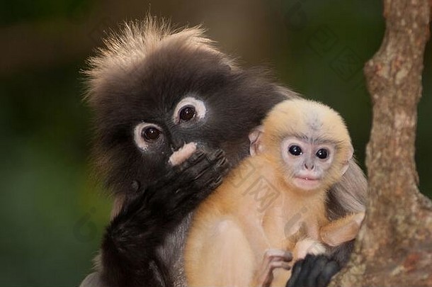 妈妈。儿子微暗的叶猴子微暗的长spectaacled长presbytis针孔里德坐着树休息