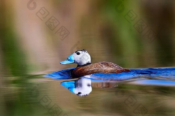 鸭游泳湖可爱的蓝色的宣传鸭绿色水反射绿色自然背景鸭白色领导鸭奥西拉leucocephala