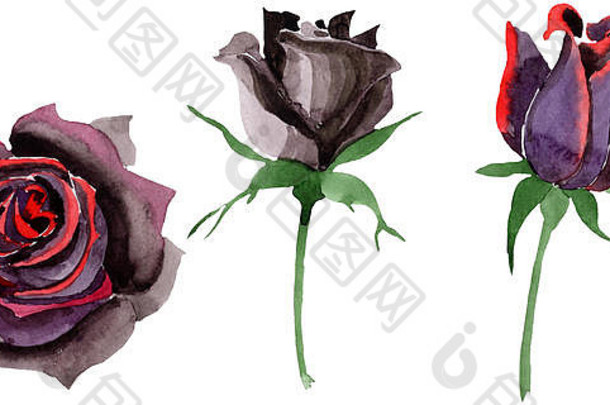 黑色的玫瑰花植物花水彩背景插图集孤立的玫瑰插图元素