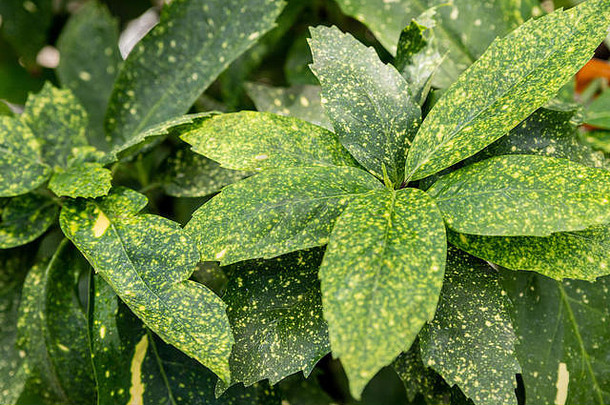 欧库巴日本杂色植物，绿叶带黄色斑点