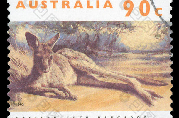 澳大利亚-大约1993年：大约1993年在澳大利亚印刷的带有东部灰袋鼠图像的邮票。