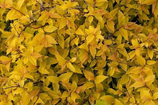 黄叶的背景。亮黄色灌木绣线菊金色公主。春天的树叶颜色。