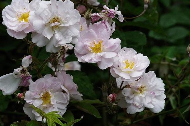2017年6月初盛开的狗玫瑰（Rosa canina）植物的宏观照片。埃克塞特，德文郡，英国。