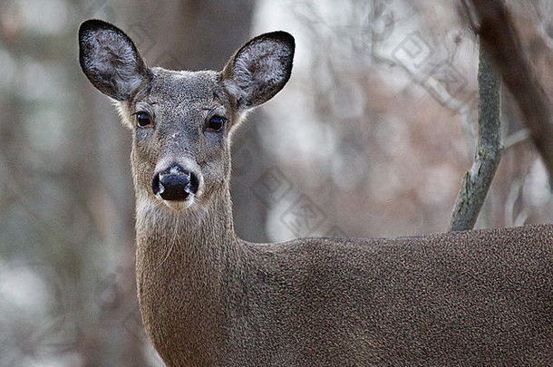 森林里一只野鹿的美丽肖像