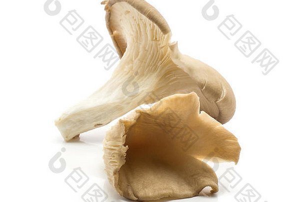 牡蛎蘑菇（平菇），在白色背景下分离，两个生的未煮熟的