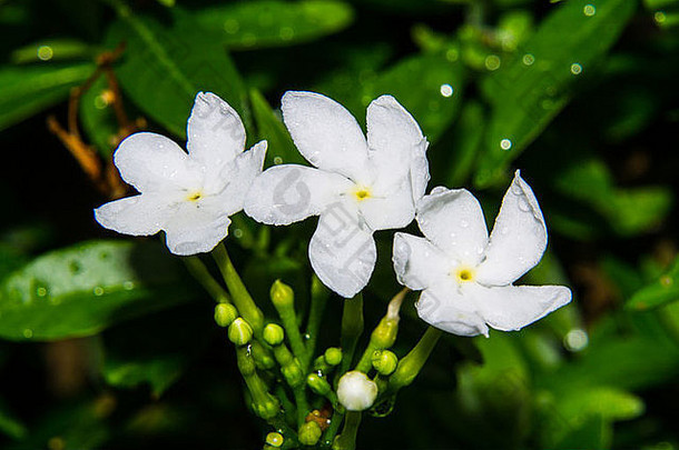 泰国穆拉亚圆锥花