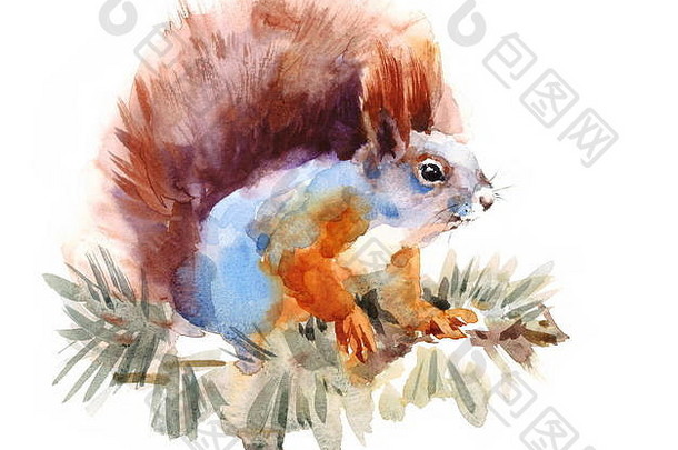 水彩松鼠手绘野生动物啮齿动物插图