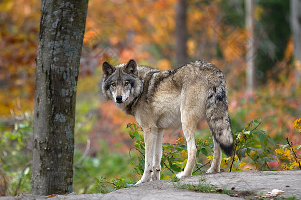 加拿大秋天森林中站立的森林狼或灰狼（犬科狼疮）