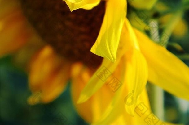 阳光明媚的黄色的向日葵关闭宏明亮的颜色蓝色的天空夏天季节