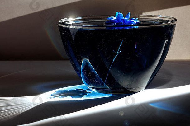 玻璃板上的蓝色花朵，带有水和蓝色丙烯酸漆。在白色背景和蓝色阿斯特拉上有阴影的明亮阳光。静物顶级vie