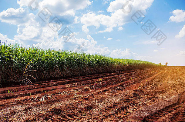 夏天，甘蔗种植在有天空的干燥地面上。
