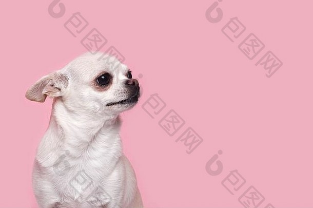 一只可爱、有趣的吉娃娃小狗带着害羞、胆小的表情看着别处。在工作室的粉红色背景上
