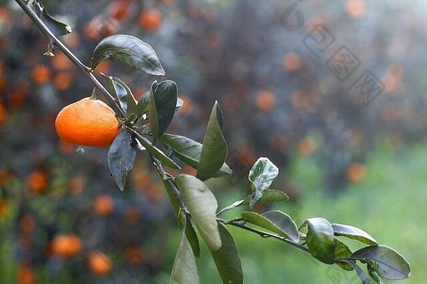树上有桔子。成熟的橘子。