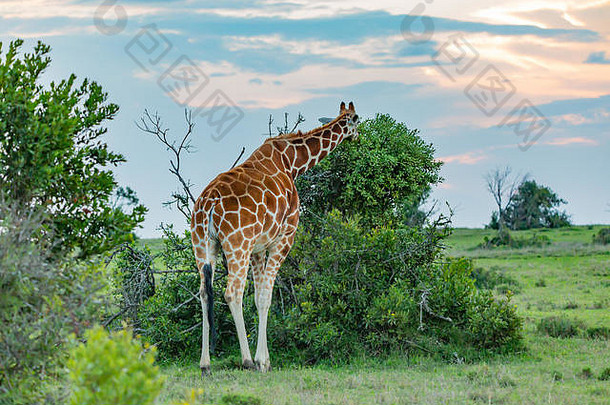 在肯尼亚拍摄的日落时，整个长颈鹿从树后吃草的彩色野生动物园照片。