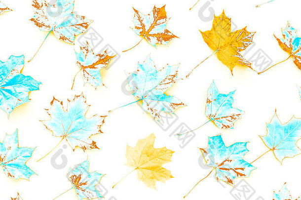 白色背景上金色和蓝色的秋天枫叶图案。平面布置，俯视图。