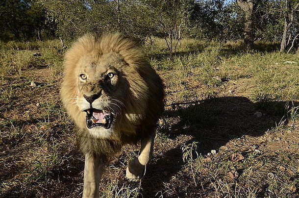 非洲雄狮大角度冲锋的照片