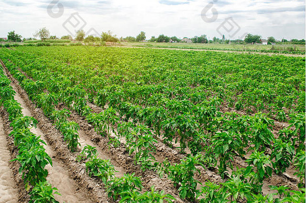 在阳光明媚的日子在田野上种植小辣椒。种植有机蔬菜。<strong>环保产品</strong>。农业用地和农田。农业企业。