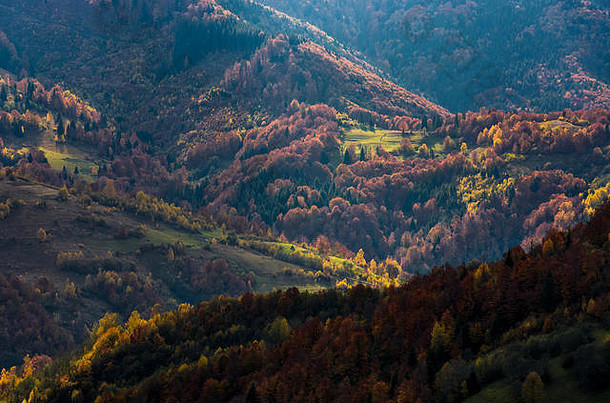 山上秋天森林里美丽的橙色和<strong>红色</strong>叶子。山间的绚丽气氛