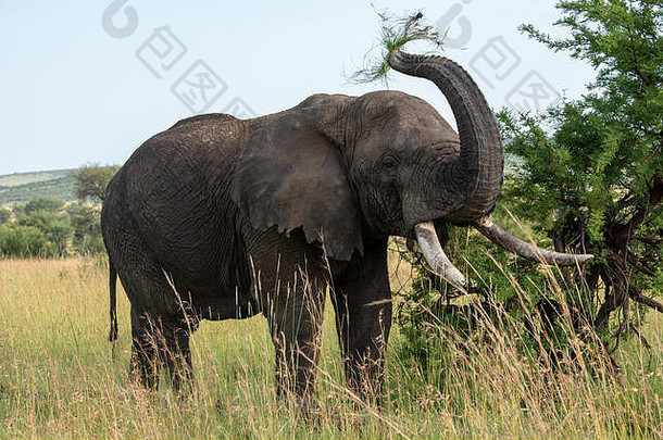 非洲象用鼻子向上抛草