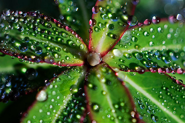 一种大戟属植物的红边绿叶上闪烁的雨滴。