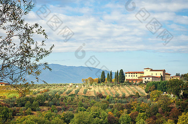 典型的托斯卡纳山，有柏树、橄榄树和葡萄园。在意大利阿雷佐省拍摄。