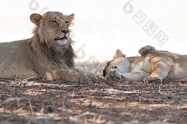 卡拉哈里沙漠中的非洲狮群