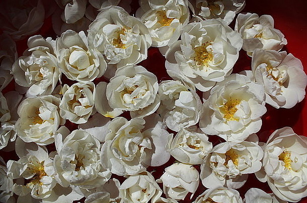花束洁白的花园里生长着一种五月盛开的玫瑰