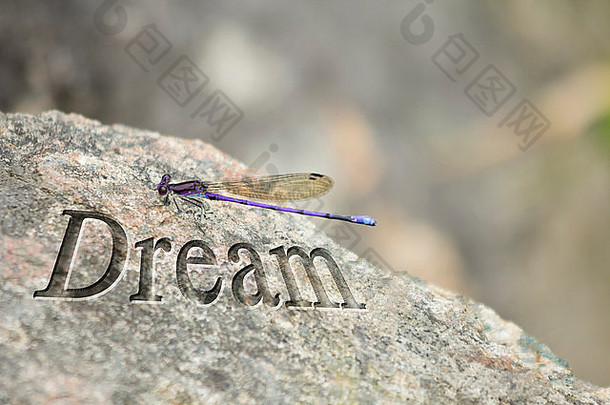 紫蜻蜓在“梦”字旁歇着翅膀
