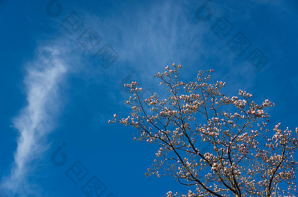 成熟的白玉兰“彼得·维奇”映衬着蓝色的春空。