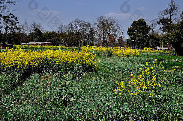中国彭州：四川省一个农场上绿色的大蒜和黄色的菜籽油花