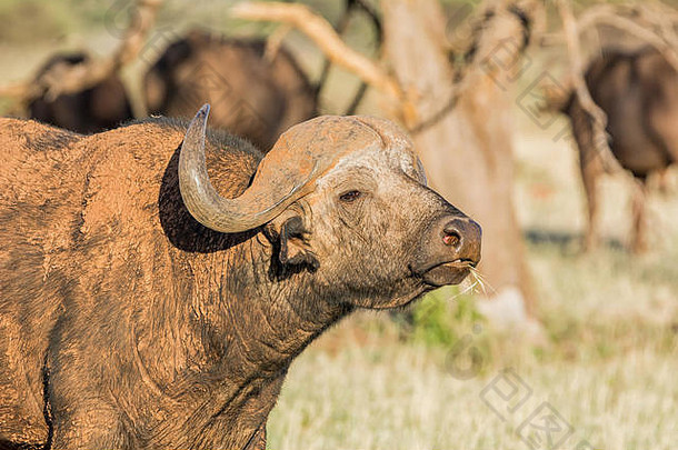 非洲南部大<strong>草原</strong>上一头水牛角公牛的肖像